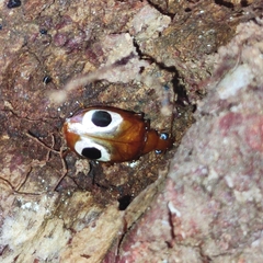 Lebidia bimaculata