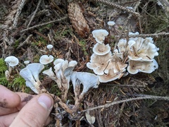Phellodon tomentosus