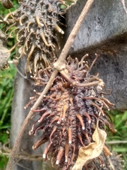 Ibatia ganglinosa