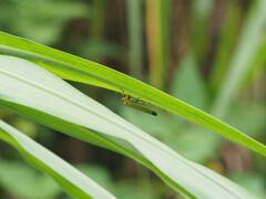 Bothrogonia ferruginea