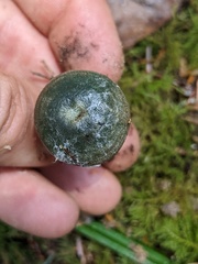 Lactarius aurantiosordidus