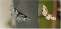 Idaea rusticata