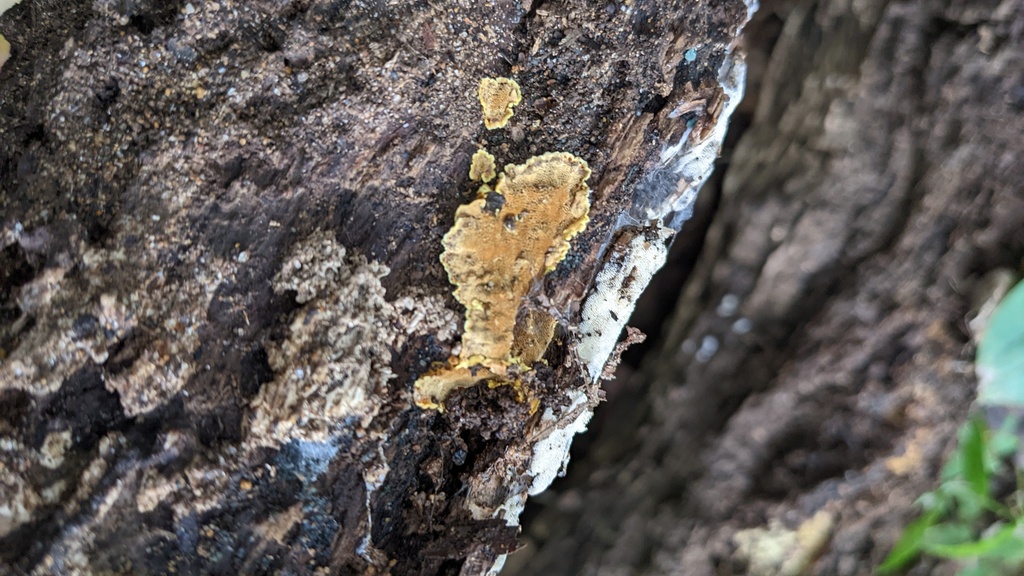 Phellinus xeranticus · October 2022 · photo: © atsushi_nakajima_cirque (iNaturalist, cc-by)
