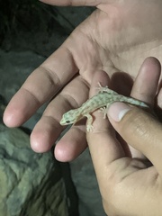 Afrogecko porphyreus