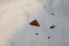 Virbia aurantiaca