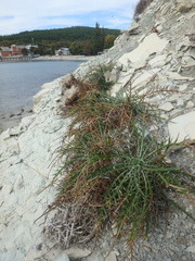 Ptilostemon echinocephalus