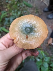 Lactarius rubrilacteus