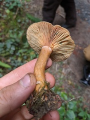 Lactarius rubrilacteus