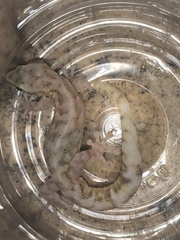 Afrogecko porphyreus