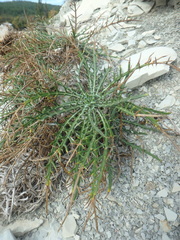 Ptilostemon echinocephalus