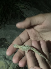 Afrogecko porphyreus