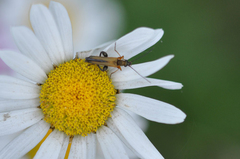 Oedemera podagrariae