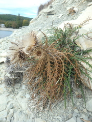 Ptilostemon echinocephalus