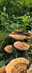 Trametes flavida