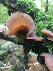 Auricularia