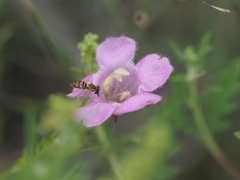 Agalinis heterophylla