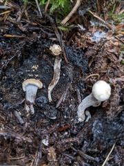 Asterophora lycoperdoides