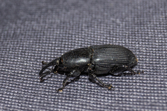 Scyphophorus
