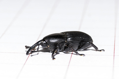Scyphophorus