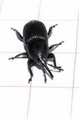 Scyphophorus