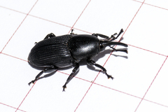 Scyphophorus