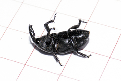 Scyphophorus