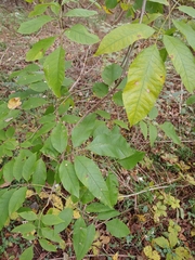 Fraxinus pennsylvanica
