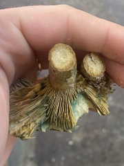 Lactarius paradoxus
