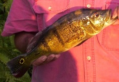 Cichla ocellaris