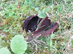 Phylloscypha phyllogena