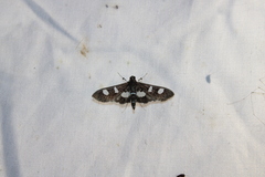 Desmia funeralis