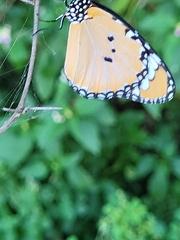 Danaus chrysippus
