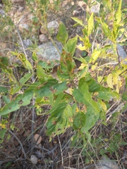 Ulmus pumila