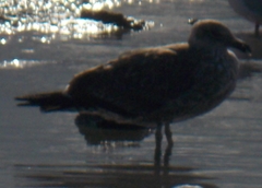 Larus dominicanus dominicanus