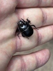 Typhaeus typhoeus