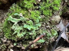 Marchantia polymorpha