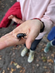 Typhaeus typhoeus