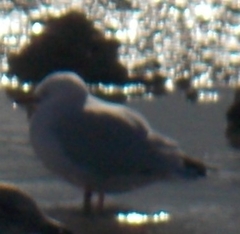 Chroicocephalus novaehollandiae scopulinus