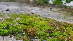 Funaria hygrometrica