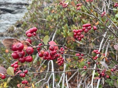 Aronia arbutifolia