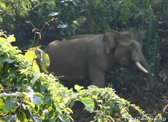 Elephas maximus indicus
