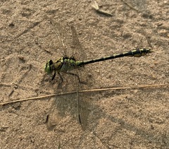 Ophiogomphus cecilia