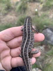 Trachylepis capensis