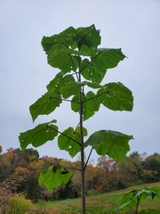 Paulownia tomentosa