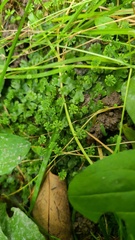 Marchantia emarginata