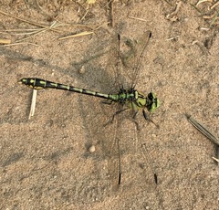 Ophiogomphus cecilia