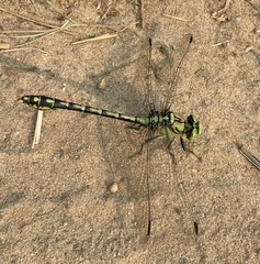 Ophiogomphus cecilia