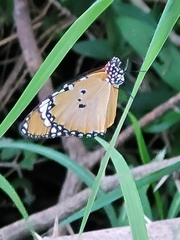 Danaus chrysippus