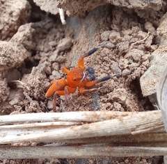 Cyrba nigrimana
