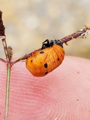 Coccinella septempunctata